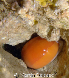 Golden Cowrie- in a cavern at night (115-120 feet) by Martin Dalsaso 